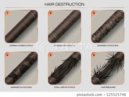 Hair damage and breakage showing the progressive stages of hair cuticle damage from healthy, closed cuticle to extreme breakage. Vector infographic for use in haircare education, salon promotions 125525748