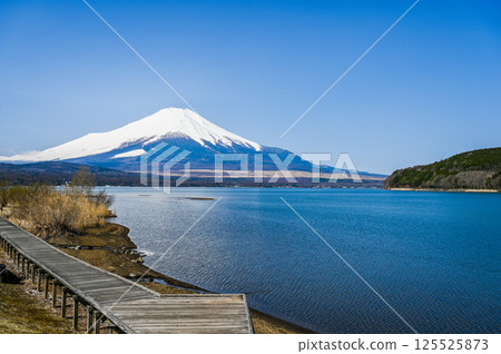 Lake Yamanaka and Mt. Fuji in Yamanashi Prefecture 125525873