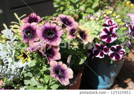 Petunia plantings and pots Petunia plantings and pots 125525951