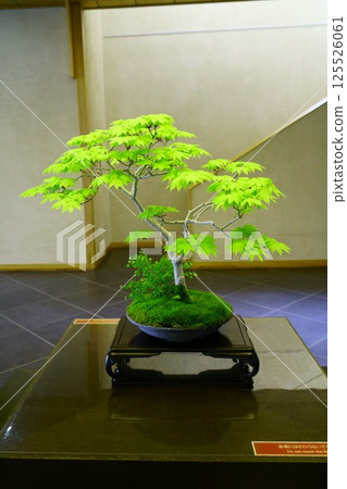 7821 Bonsai Hatu fan maple BONSAi 125526061