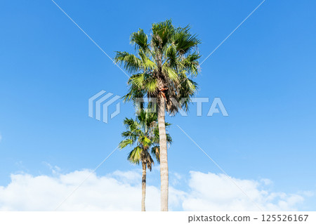 Blue sky and palm trees (tropical image) 125526167