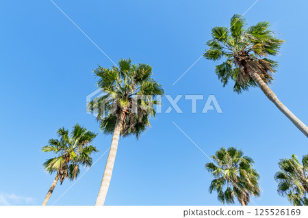 Blue sky and palm trees (tropical image) 125526169