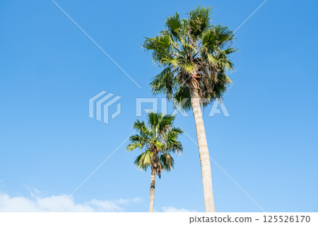 Blue sky and palm trees (tropical image) Blue sky and palm trees (tropical image) 125526170