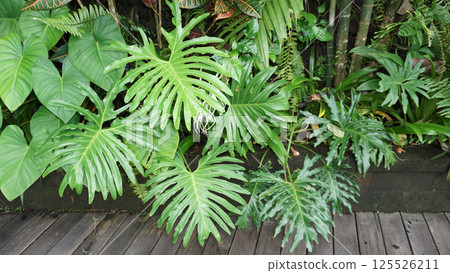 Philodendron bipinnatifidum at green garden Philodendron bipinnatifidum at green garden 125526211