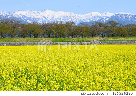 It was supposed to be a trio of rape blossoms, snow-capped mountains, and cherry blossoms, but the cherry blossoms had already lost their leaves. It was supposed to be a trio of rape blossoms, snow-capped mountains, and cherry blossoms, but the cherry blossoms had already lost their leaves. 125526289