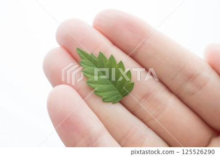 小葉子 125526290