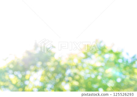 夏季森林樹木 125526293