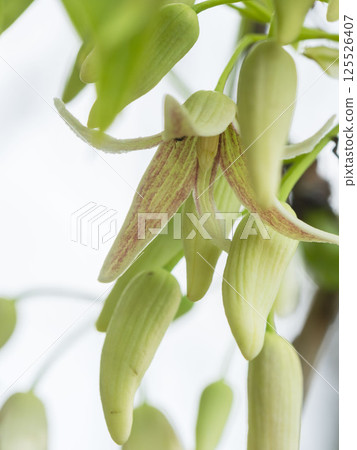Spring Mountains: White Mulberry Flowers 05 125526407
