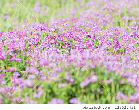 春天的景色：粉紅蓮花 07 125526431