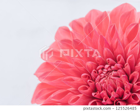 Close-up of red dahlia flower 23 125526485