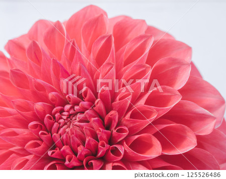 Close-up of red dahlia flower 24 Close-up of red dahlia flower 24 125526486