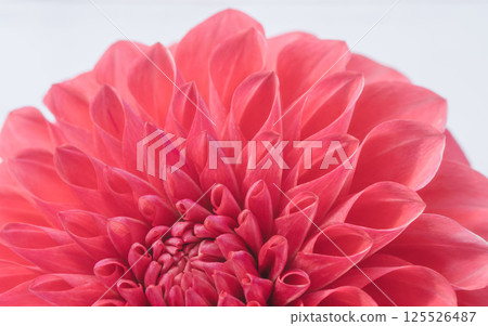 Close-up of red dahlia flower 25 Close-up of red dahlia flower 25 125526487