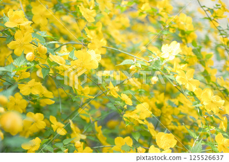 春天美麗的黃色花朵 春天美麗的黃色花朵 125526637