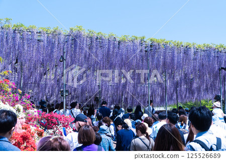Ashikaga Flower Park Ashikaga Flower Park 125526689