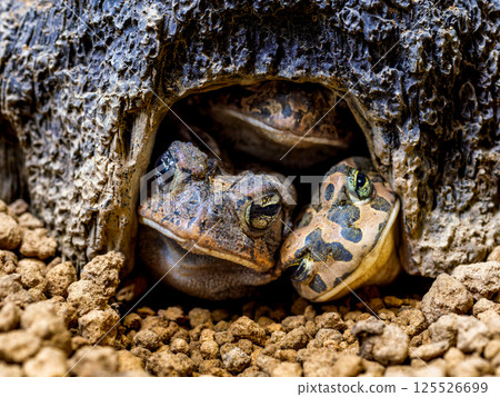 Nambu toad and Egyptian green toad Nambu toad and Egyptian green toad 125526699