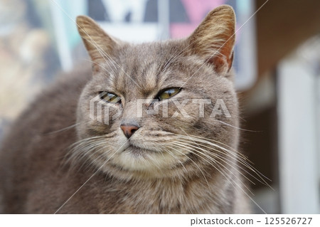 Close up photo of cat's face Close up photo of cat's face 125526727