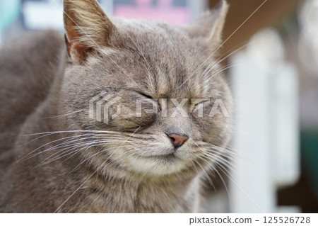 Close up of sleeping cat's face 125526728