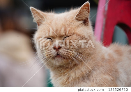 Close up of sleeping cat's face 125526730