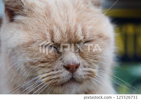 Close up of sleeping cat's face Close up of sleeping cat's face 125526731