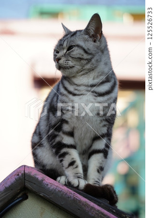Gray black striped cat on roof Gray black striped cat on roof 125526733