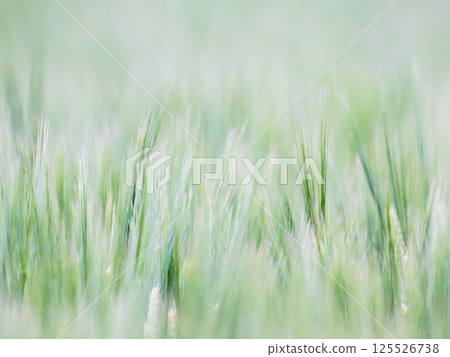 小麥穗生長的特寫 01 小麥穗生長的特寫 01 125526738