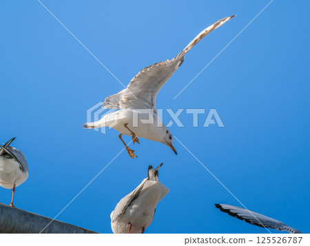 Ulysimome在天空中飛翔 125526787