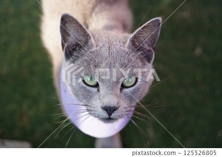 Close up photo of cat's face Close up photo of cat's face 125526805
