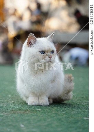 Cat sitting quietly on lawn 125526811