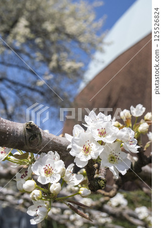 20th Century Pear Blossoms Blooming at Shikkokan 20th Century Pear Blossoms Blooming at Shikkokan 125526824