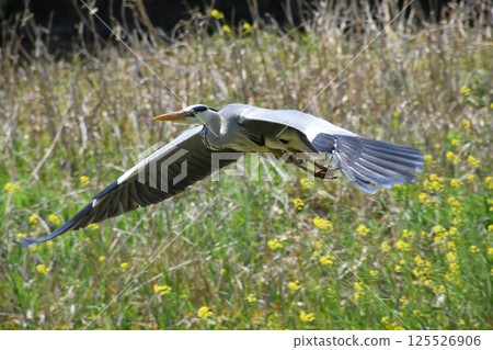 走在京都 125526906