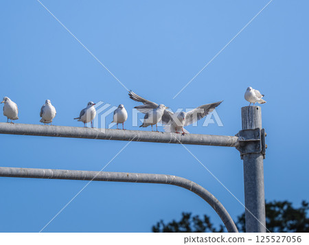 一群黑頭鷗正在休息 125527056