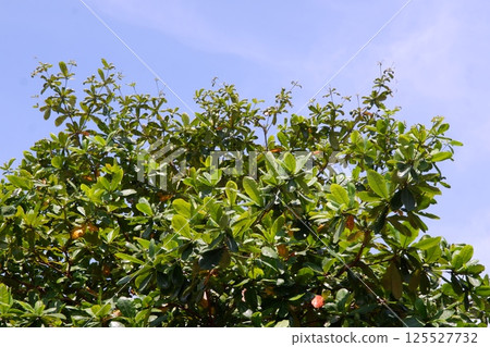 ketapang tree with clear blue sky 125527732