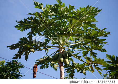 Papaya tree with green fruits under blue sky Papaya tree with green fruits under blue sky 125527733