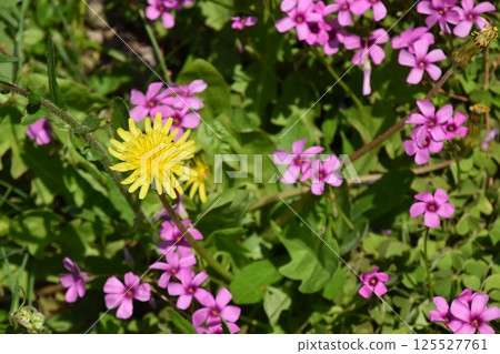 Kyoto Prefectural Plants Kyoto Prefectural Plants 125527761