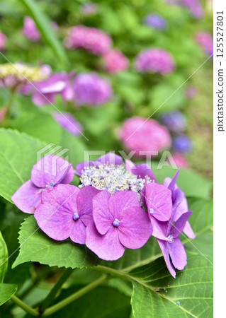 繡球花簇的特寫照片,上面有紫色的裝飾花。 繡球花簇的特寫照片,上面有紫色的裝飾花。 125527801