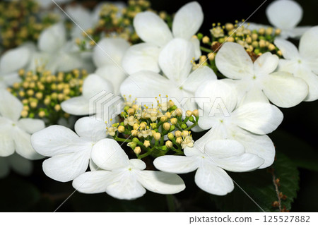 A beautiful white flower resembling a hydrangea blooms in full bloom (macro shot in natural light on a clear day) A beautiful white flower resembling a hydrangea blooms in full bloom (macro shot in natural light on a clear day) 125527882