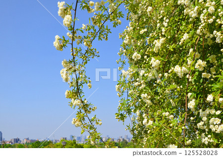 Mockybara和藍天 125528028