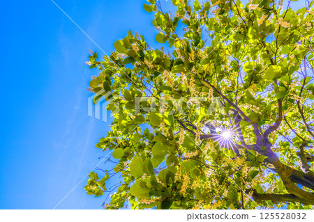 Yokohama cityscape in Japan. The white and green of the white cloud tree stands out. The flower language is grandeur, a journey of love, and a cheerful person. Yokohama cityscape in Japan. The white and green of the white cloud tree stands out. The flower language is grandeur, a journey of love, and a cheerful person. 125528032
