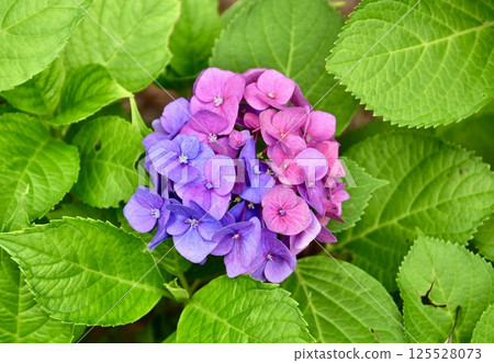 繡球花簇與紫色觀賞花的特寫照片。 125528073