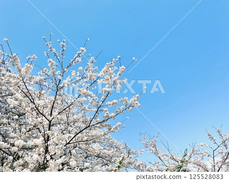 Cherry blossoms in full bloom shining in the blue sky 125528083