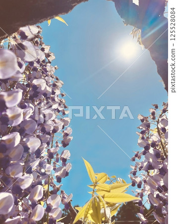 Wisteria flowers shining in the blue sky 125528084