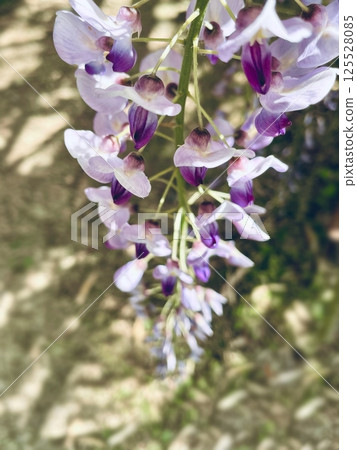 Wisteria flowers shining in the spring sunshine 125528085