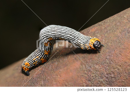 A larva of the small rice-grossing moth with a flashy black-and-white zebra stripe pattern and yellow markings (strobe macro photography) A larva of the small rice-grossing moth with a flashy black-and-white zebra stripe pattern and yellow markings (strobe macro photography) 125528123
