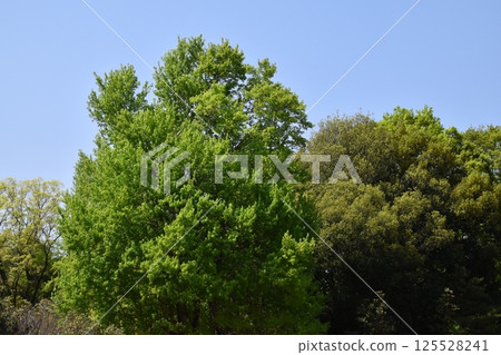 Kyoto Prefectural Botanic Garden 125528241