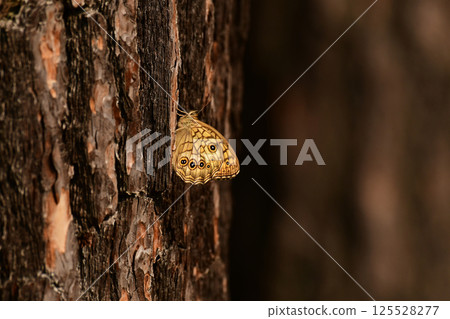 夏日森林 125528277