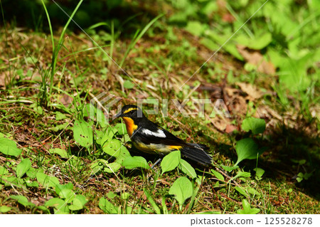 地上的一隻夏季灌木鶯 125528278