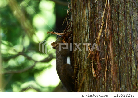 A Hokkaido squirrel gathers cedar bark for its nesting material 125528283