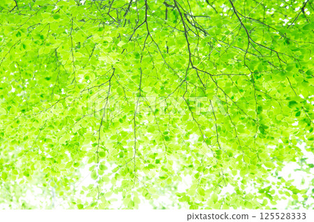 Fresh green 125528333