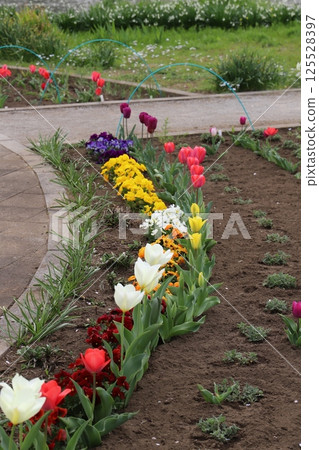 春天，公園裡盛開著色彩繽紛的鬱金香和三色堇花 125528397