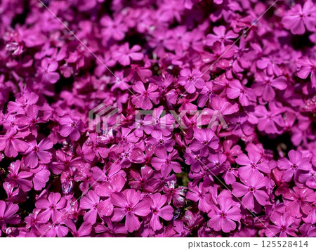 Spring brightness 125528414